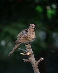 Laughing dove looks away while cleaning feathers on a branch. Bird in the wild on a blurred dark green background with bokeh. Vertical photo of Spilopelia senegalensis