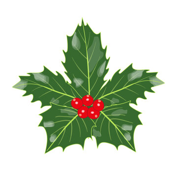 Christmas holly icon with green leaves and red berries isolated on transparent and white background. Festive close-up element for design decoration. Vector illustration for New Year in flat cartoon.