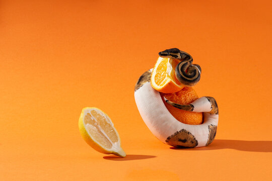 Piebald ball python and sliced lemon and orange. Snake wrapped around orange on orange background. Exotic pet and fruits in studio. Colorful horizontal photo with copy space