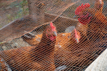 Caged red hens within Uttarakhand household. Domestic setting. © Rupendra143