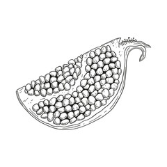Pomegranate quarter piece vector illustration