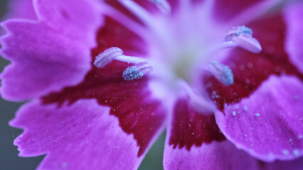 Flor violácea vista macro con polen