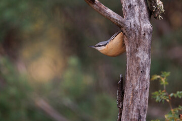 Eurasian Nuthatch