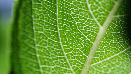 Textura de hoja de árbol visión ultra macro. Células vegetales