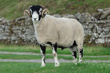 Close up of a fine Swaledale ram, male sheep, with two curly horns, standing  in green field with drystone walling, facing front. Swaledale sheep are a breed native to the area in North Yorkshire
