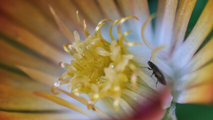 Flor vista macro del interior  con un insecto en su interior en la naturaleza