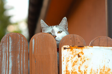 The cat peeks out from behind the fence
