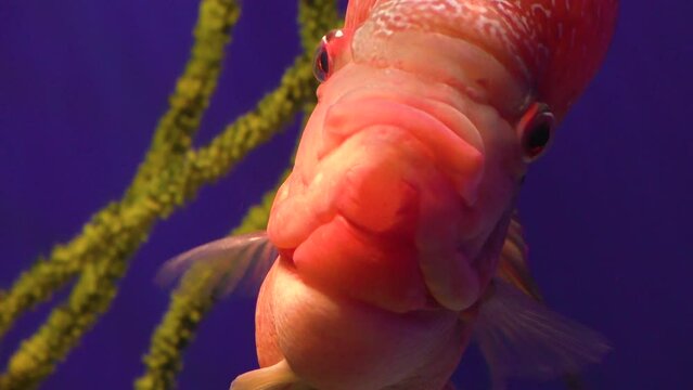A beautiful red fish with big eyes swims in the water in the aquarium.