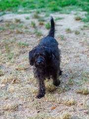 mixed race poodle schnauzer black dog enjoy nature in the park in the morning