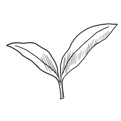 Plant. Vector illustration. Isolated on white. Hand drawn style.