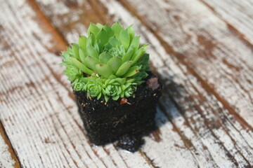 Sempervivum calcareum Bicolor Rojnik wapienny