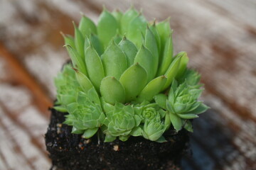 Naklejka premium Sempervivum calcareum Bicolor Rojnik wapienny