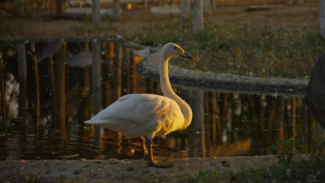 mute swan cygnus olor