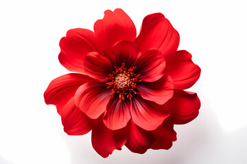 Beautiful red flower on white canvas. Generative Ai