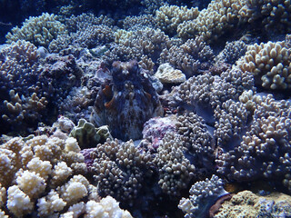 Naklejka na ściany i meble Octopus hiding in a Coral Reef in the Red Sea