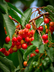 The cherry ripens on the branches. Orange cherry on a tree among green leaves.