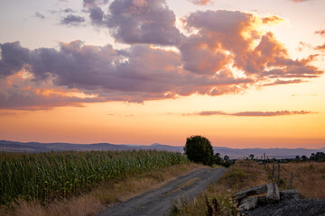 A beautiful purple orange sunset sky over a field of corn and a lonely tree. Beautiful landscape photography.