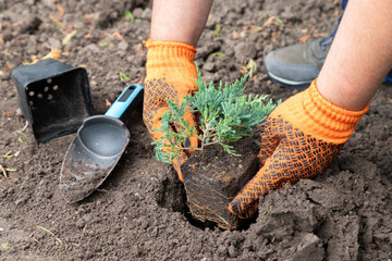 Man planting juniper plants in the yard. Blue Carpet Juniper seedling in a gardener hand. Seasonal works in the garden. Landscape design.