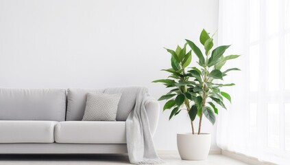 minimal style living room with grey couch sofa and green plant in a pot, wall for mockup