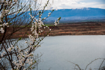White beautiful flowers in the tree blooming in the early spring, old lake mine in the background and snowy mountains.