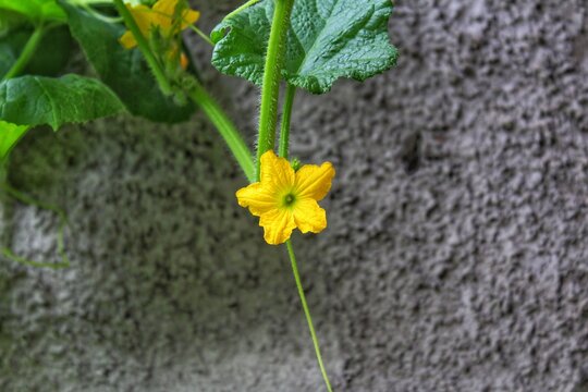 yellow cucamelon flower on the wall