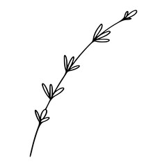 Sprig of lavender vector