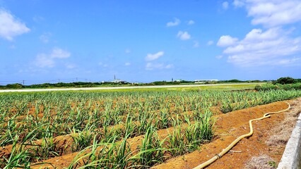 Fototapeta na wymiar 鹿児島県与論島のサトウキビ畑