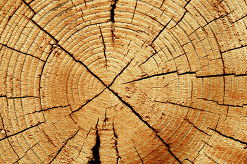 Wooden old rings texture natural background, round shape of wood timber with cracks as natural...