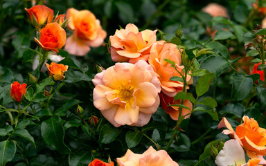 Obraz premium Beautiful orange roses in the park in the flower bed.