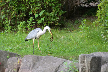 タウナギを捕まえたアオサギ