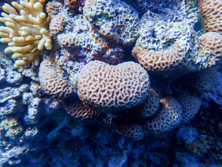 Naklejka na ściany i meble Coral Close Up