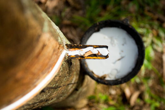 Rubber tree forest organic plantation in Ko Yao Island in south Thailand.