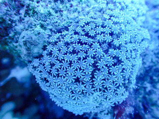 Coral Close Up