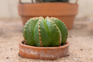 Cactus in red clay pot on sand surface. Small euphorbia meloformis.