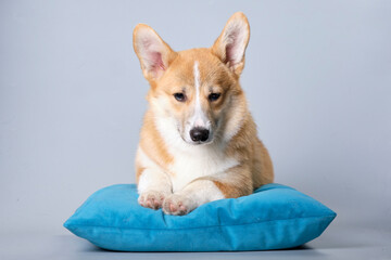 A corgi dog on a gray background lies on a turquoise pillow