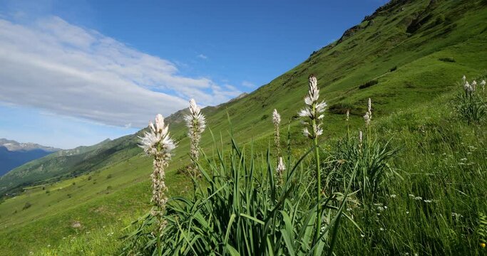 Asphodelus albus Mill blooming in the Tourmalet passi, Hautes Pyrenees, France