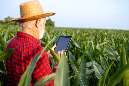 Senior farmer standing in corn field checking weather forecast on digital tablet computer.