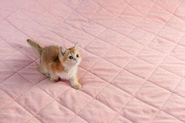 British breed kitten on a pink background.