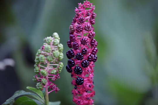 Phytolacca americana growing in the garden. Laconos or fat grass, Jewish ivy, lentil, pokeberry. Deep dark purple ripening berries close-up. Poisonous plant used in homeopathy