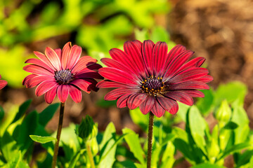 Red African daisy (osteospermum) flowers in garden