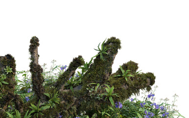 Tropical plant garden decorated with stones and tree stumps on transparent background