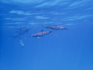 Obraz premium School of Dolphins in the Red sea