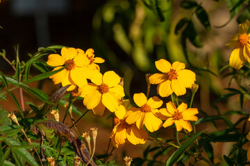 Lemmon's or mountain marigold bush (tagetes lemmonii) with golden yellow flowers