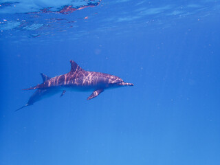 School of Dolphins in the Red sea