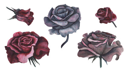 Dark gothic red rose with magical texture isolated on white background. Watercolor hand drawn botanical sketch iIllustration. Art for design mystical halloween witch decoration, scary greeting card