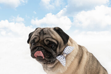 Dog. Pug. Holidays and events. A greeting card