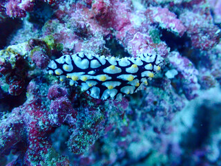 Macro of Nudibranch on a Coral Reef