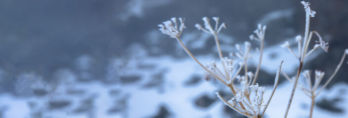 Dried flowers in a meadow