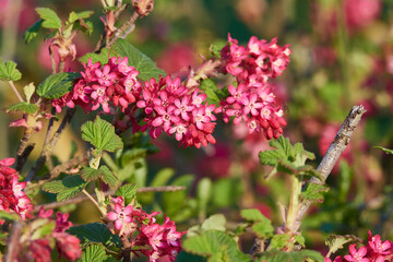 Blüten der Blut-Johannisbeere (Ribes sanguineum)	
