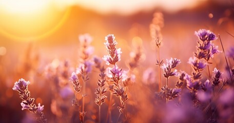 Lavender Blooms Bask in Sunlight - Generative ai